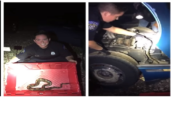 michigan police officer rescued of python from car engine michigan police officer rescued of python from car engine