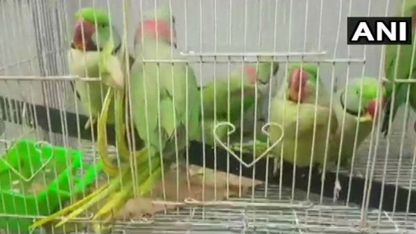 Here 13 Parrots were Produced Before Delhi Court, Know reason Here 13 Parrots were Produced Before Delhi Court, Know reason
