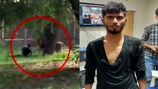 इसलिए शेर ने नहीं किया रेहान पर कोई हमला