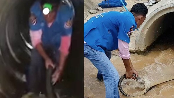 क्या आपने देखा है 13 फुट लंबा किंग कोबरा