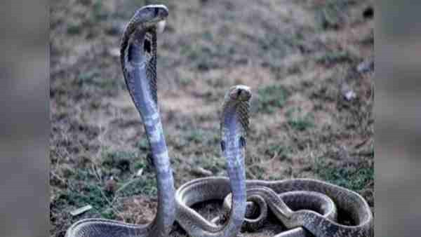 स्कूल में पढ़ रहे छात्र ने देखा 3 फीट का सांप