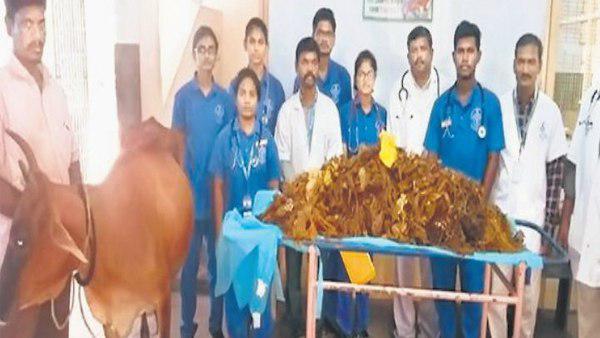 प्लास्टिक के चलते गाय देने लगी थी कम दूध, सिर्फ दर्द से कराहती रहती थी