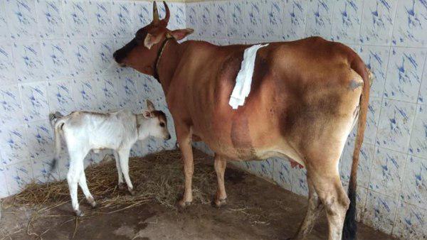सर्जरी में खर्च हुए सिर्फ 140 रुपए