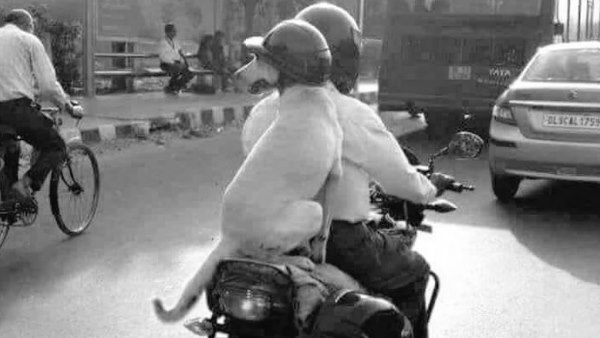 दिल्ली की बताई जा रही डॉगी के हेलमेट लगाई हुई तस्वीर