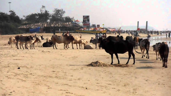 पशुओं के पाचन-तंत्र में हुआ बदलाव