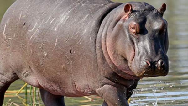 Hippo Hippo