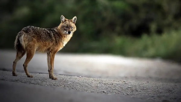 jackal-attacks-on-old-woman-moradabad-six-people-injured jackal-attacks-on-old-woman-moradabad-six-people-injured