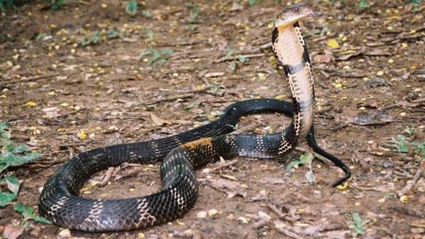 कुल लंबाई के एक तिहाई हिस्से तक सीधे खड़ा हो सकता है कोबरा