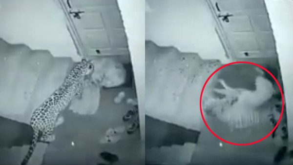 वीडियो में दिखा तेंदुआ का संयम और शिकार का तरीका