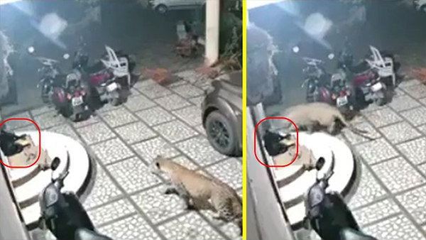 watch-video-leopard-attacks-on-dog-outside-of-the-house watch-video-leopard-attacks-on-dog-outside-of-the-house