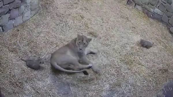 Tiny Lion Cub Gives Her Mother A Big Fright, Video, viral, viral video, lion, वीडियो, वायरल Tiny Lion Cub Gives Her Mother A Big Fright, Video, viral, viral video, lion, वीडियो, वायरल