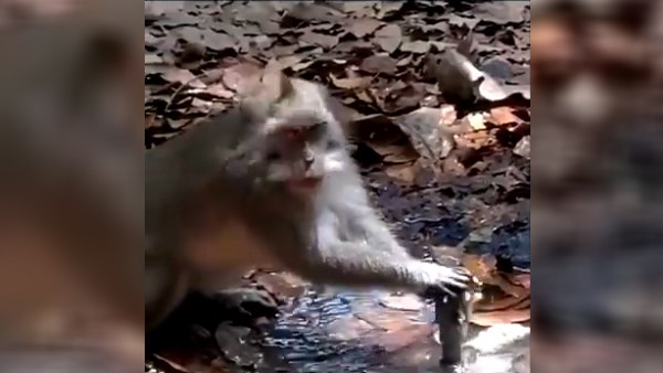 इंसानों को क्या हुआ है वो क्यों नहीं समझ रहे हैं