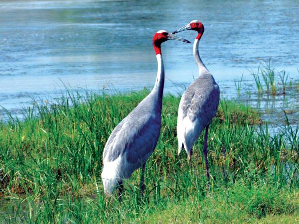राज्य के 72 जलाशय पानी से लबालब
