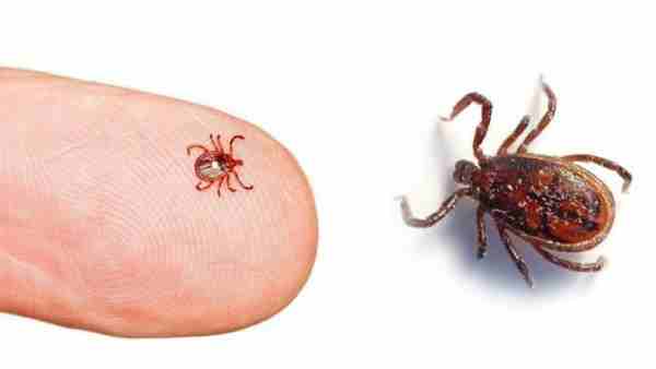 Government issued advisory due to scrub typhus disease Government issued advisory due to scrub typhus disease