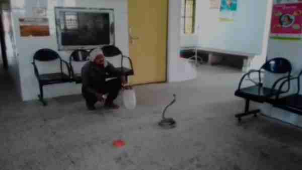 patient came with snake in hospital patient came with snake in hospital