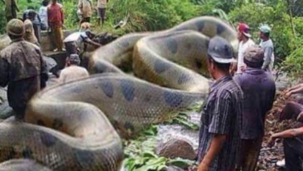 Snake Snake