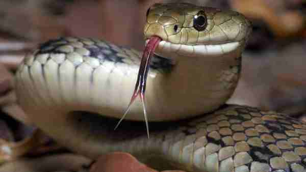 Poisonous snake in the kitchen of primary school Poisonous snake in the kitchen of primary school