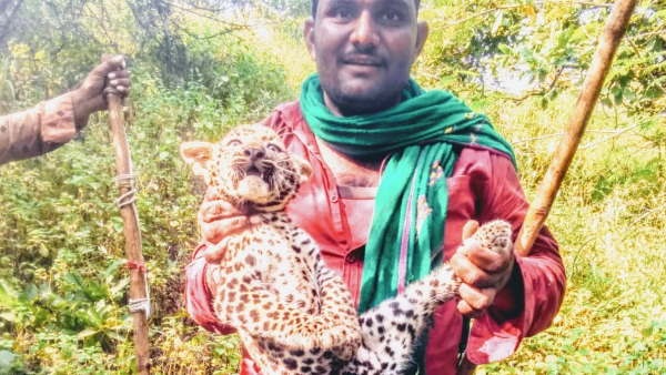 viral video of leopard kid in girsomnath gujarat viral video of leopard kid in girsomnath gujarat