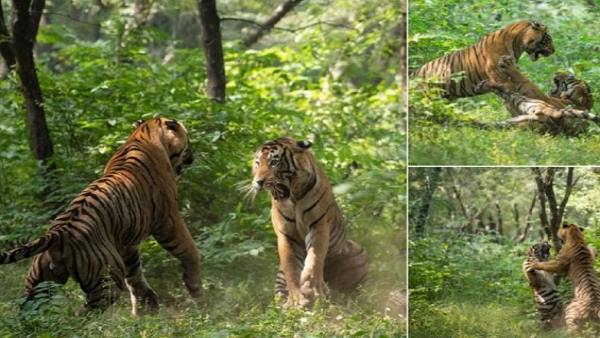 watch-video-tigers-fight-brutal-and-violent-for-a-tigress-Ranthambore watch-video-tigers-fight-brutal-and-violent-for-a-tigress-Ranthambore
