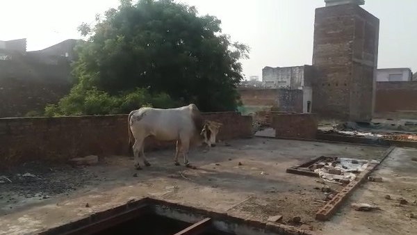 सुबह घर के लोगों ने देखा