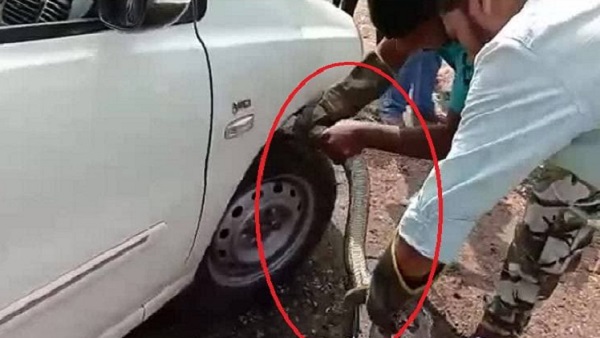 कार के पहिए से लिपटा था अजगर