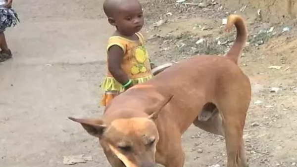 korba pig did attack on innocent girl dog saved her life korba pig did attack on innocent girl dog saved her life