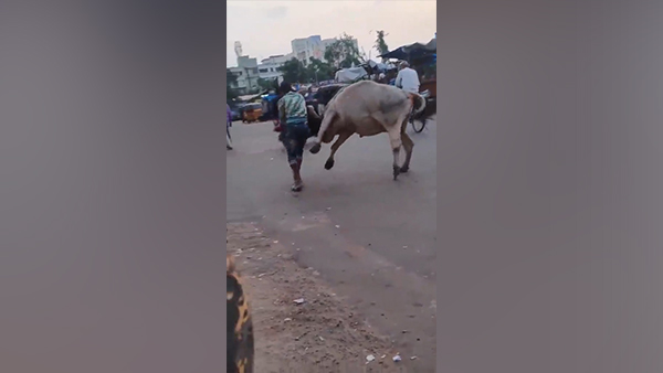 सांड को पटक दिया बीच सड़क पर