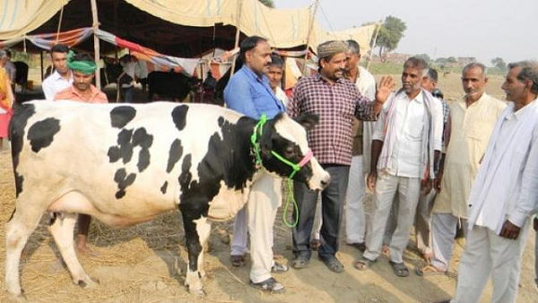 this cow giving 30 liters milk per day this cow giving 30 liters milk per day