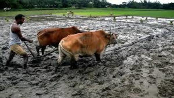 अन्नदाता किसान अन्नदाता किसान