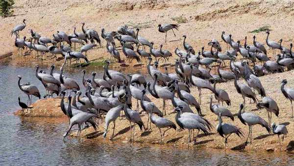 सांभर झील के अधिकांश पक्षी हैं मांसाहारी