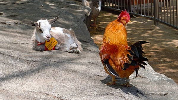 two young men steal goat and cock for lunch, arrested in chhattisgarh two young men steal goat and cock for lunch, arrested in chhattisgarh