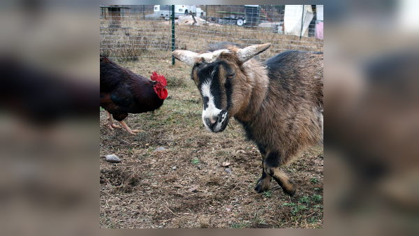 two young men steal goat and cock for lunch, arrested in chhattisgarh two young men steal goat and cock for lunch, arrested in chhattisgarh