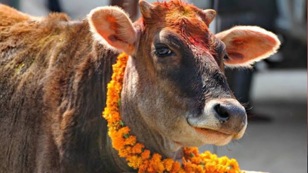 गाय और बछड़ों को ठंड से बचाना मकसद