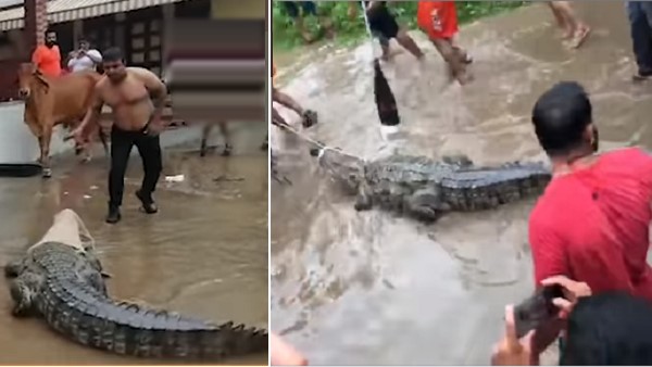 31 जुलाई को आई बाढ़ के बाद पनपे मगरमच्छ