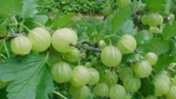 द्वापर युग हुआ था प्रारंभ