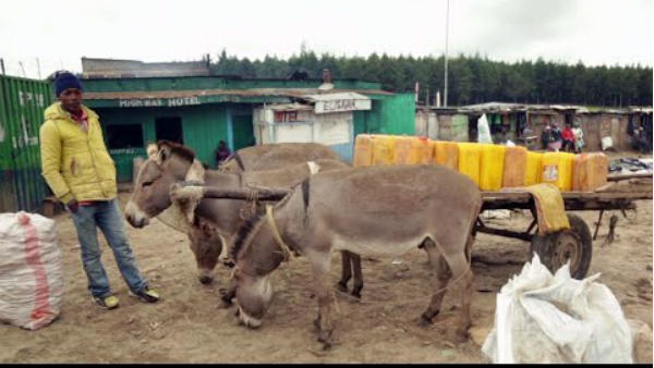 सिर्फ 27 वर्षों में 76% गधों का कत्ल कर चुका है चीन
