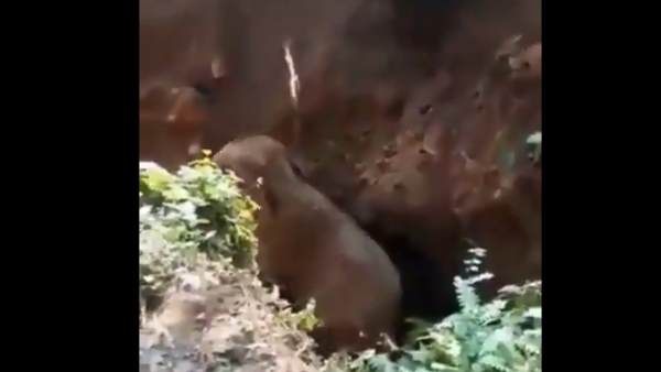 video, elephant, baby elephant, twitter, delhi, viral video, बचाव दल, दिल्ली, हाथी, हाथी का बच्चा, ट्विटर, वायरल वीडियो video, elephant, baby elephant, twitter, delhi, viral video, बचाव दल, दिल्ली, हाथी, हाथी का बच्चा, ट्विटर, वायरल वीडियो