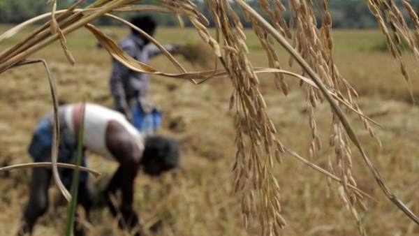 maharashtra, farmer, farmer killed himself, akola district, महाराष्ट्र, अकोला जिला, किसान ने की आत्महत्या maharashtra, farmer, farmer killed himself, akola district, महाराष्ट्र, अकोला जिला, किसान ने की आत्महत्या