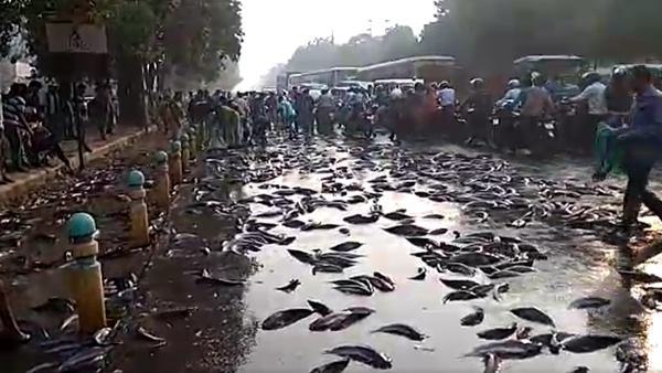 people rush to collect fish in kanpur people rush to collect fish in kanpur