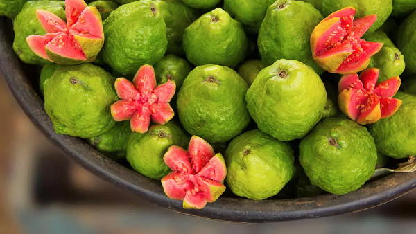 हरियाणा के गन्नौर में भी होती है पैदावार