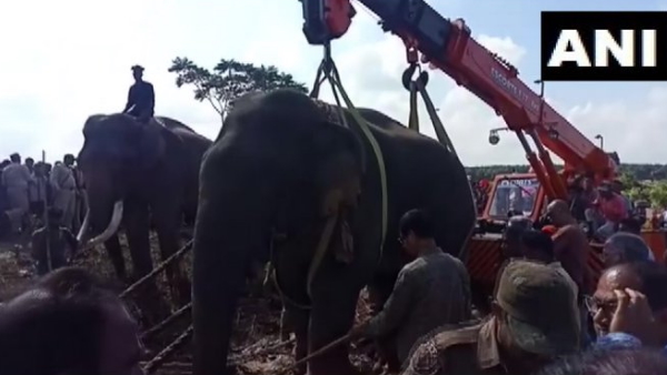 elephant killing five people elephant killing five people