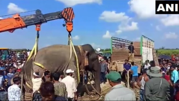 elephant killing five people is not Laden elephant killing five people is not Laden