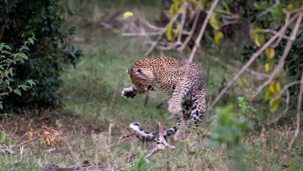 leopard vs python, python video, video, Maasai Mara National Reserve, kenya, केन्या, वायरल वीडियो, वीडियो, अजगर, तेंदुआ, अजगर और तेंदुए की लड़ाई leopard vs python, python video, video, Maasai Mara National Reserve, kenya, केन्या, वायरल वीडियो, वीडियो, अजगर, तेंदुआ, अजगर और तेंदुए की लड़ाई