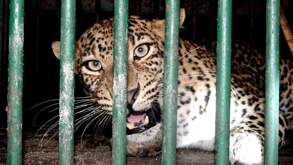 rajasthan jaipur rescue operation of leopard rajasthan jaipur rescue operation of leopard