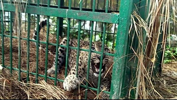 Man-eating leopard Man-eating leopard
