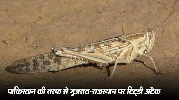 इन जिलों में हजारों हेक्टेयर फसल टिड्डियों ने चट कर डाली