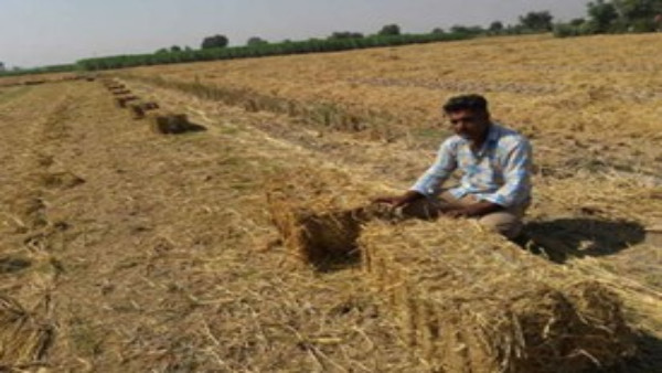 भूमि की उवर्रकता बढ़ाने में पराली का ऐसे करें इस्तेमाल