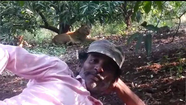 man sleeps with lion man sleeps with lion
