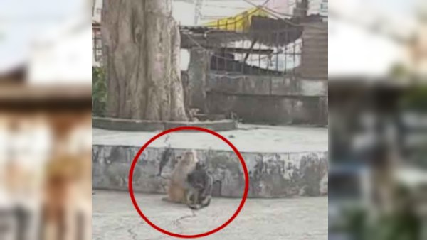 monkey video viral in sihore madhya pradesh monkey video viral in sihore madhya pradesh