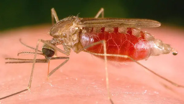 mosquito breeding mosquito breeding